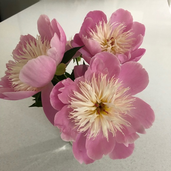 Meet your Posher, Carol - Picture 1 of 1